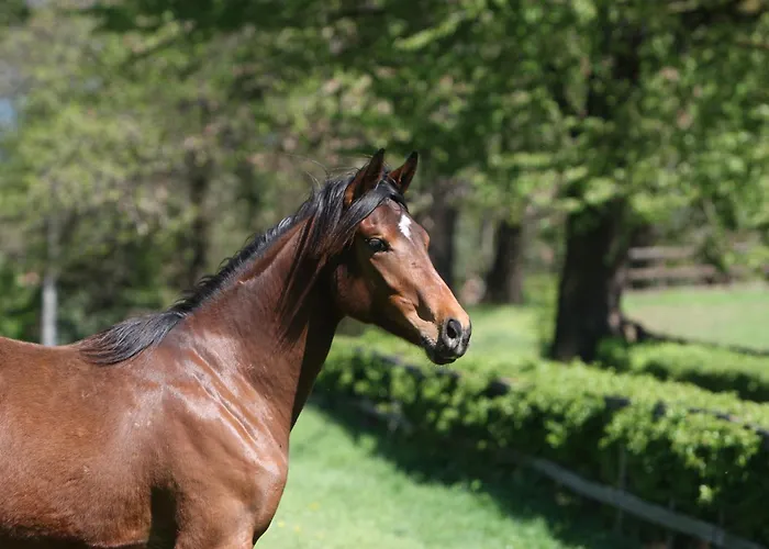 La Cucchetta Dormelletto