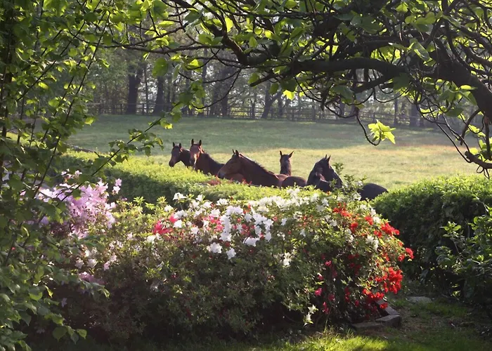 Bed and Breakfast La Cucchetta Dormelletto